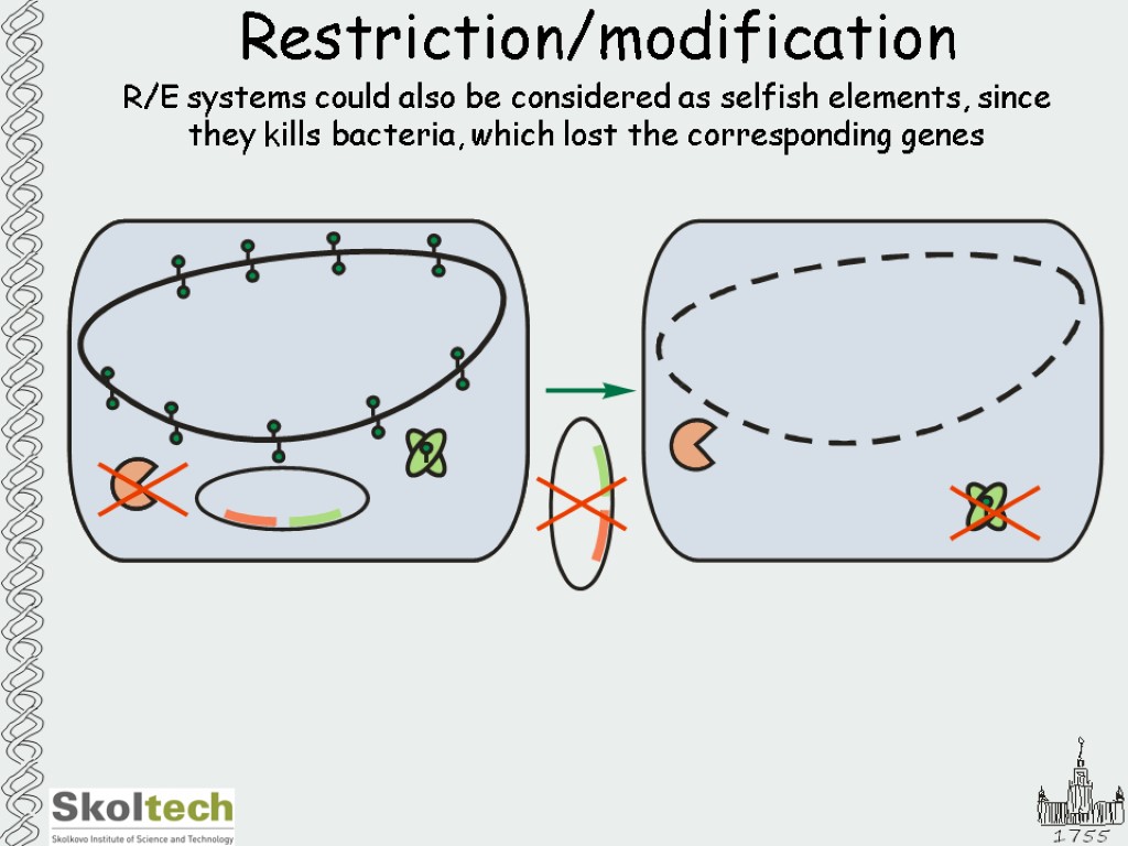 Restriction/modification R/E systems could also be considered as selfish elements, since they kills bacteria,